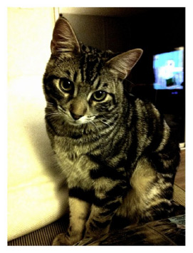 tabby cat named puddle